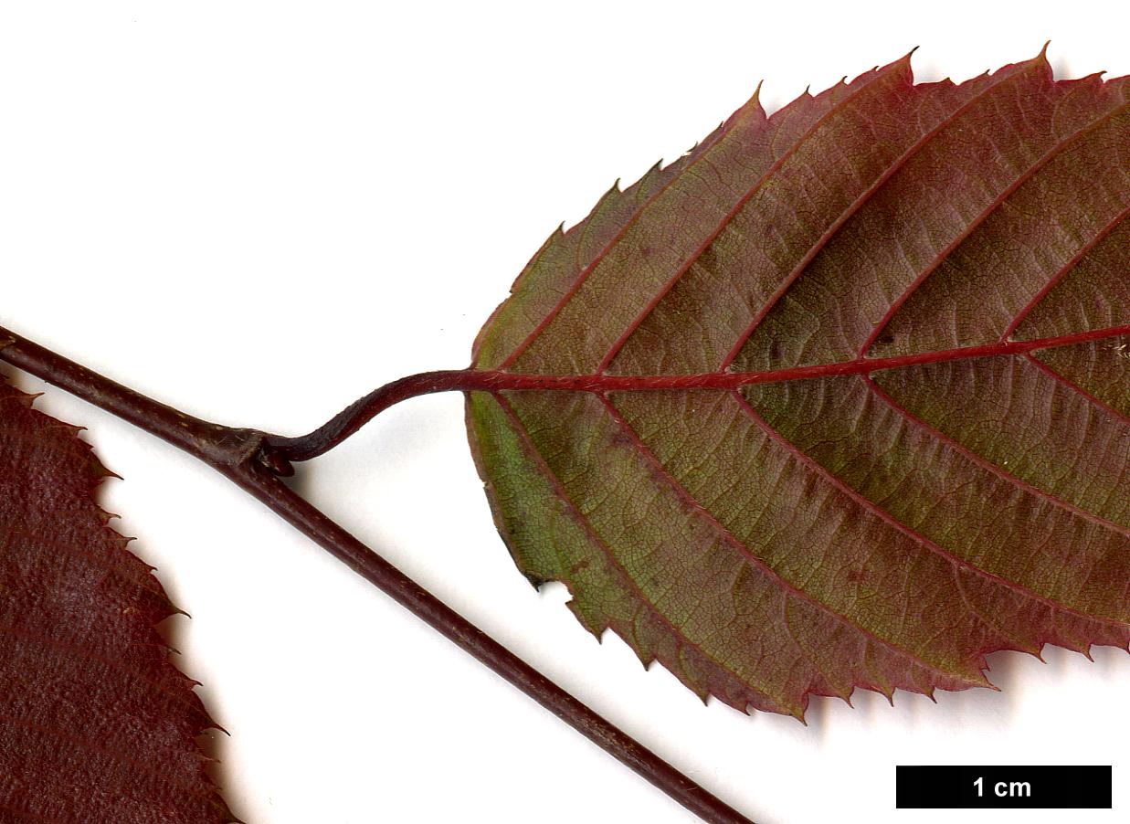 High resolution image: Family: Betulaceae - Genus: Carpinus - Taxon: omeiensis HORT